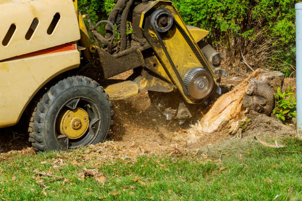 How Our Tree Care Process Works  in  Capitol View, SC